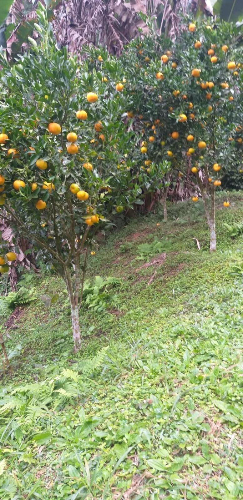 Вілла Fazenda Piloes Петрополіс Екстер'єр фото