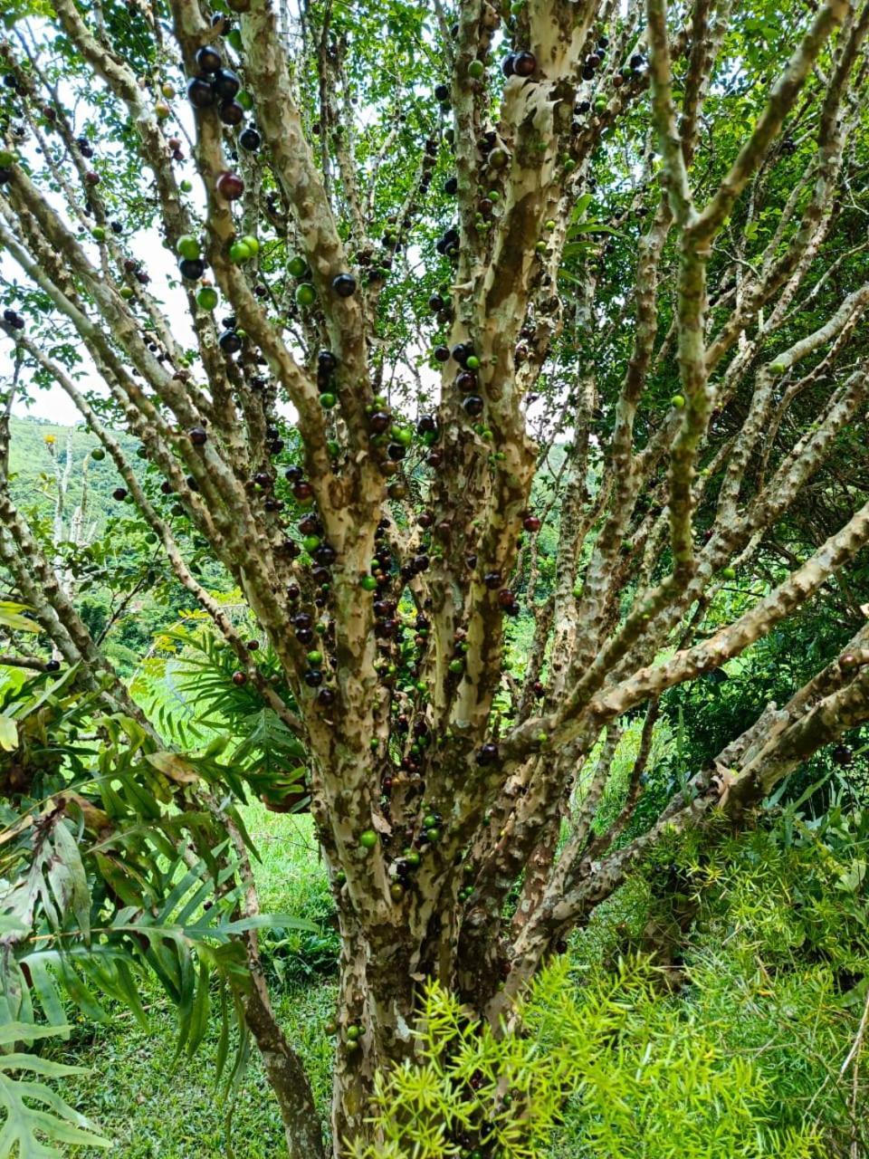 Вілла Fazenda Piloes Петрополіс Екстер'єр фото